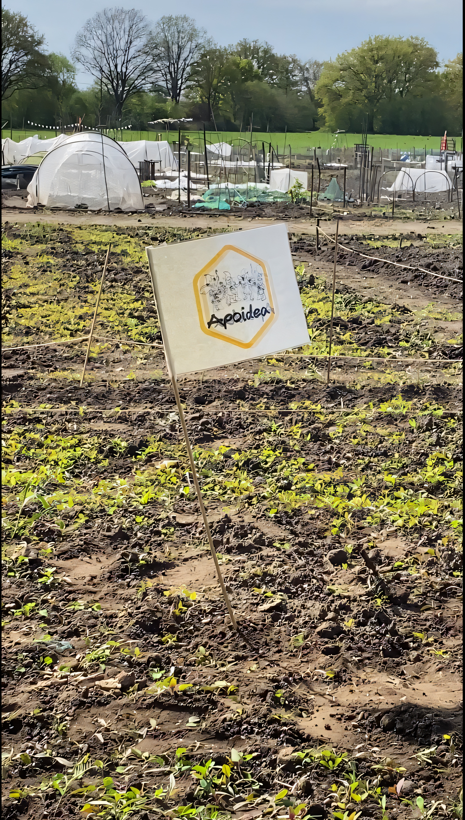 Apoidea-Flagge auf dem Acker