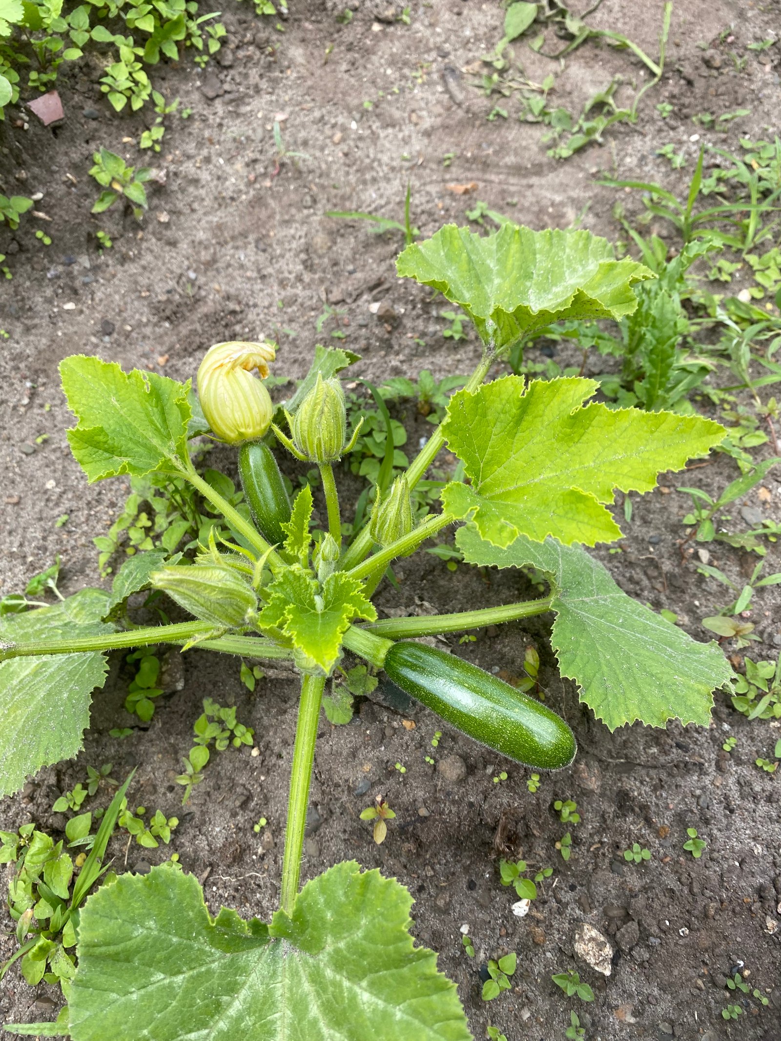 Zucchini