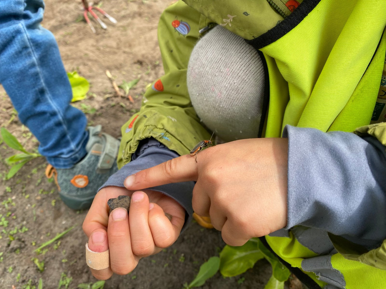 Marienkäfer auf einem Blatt