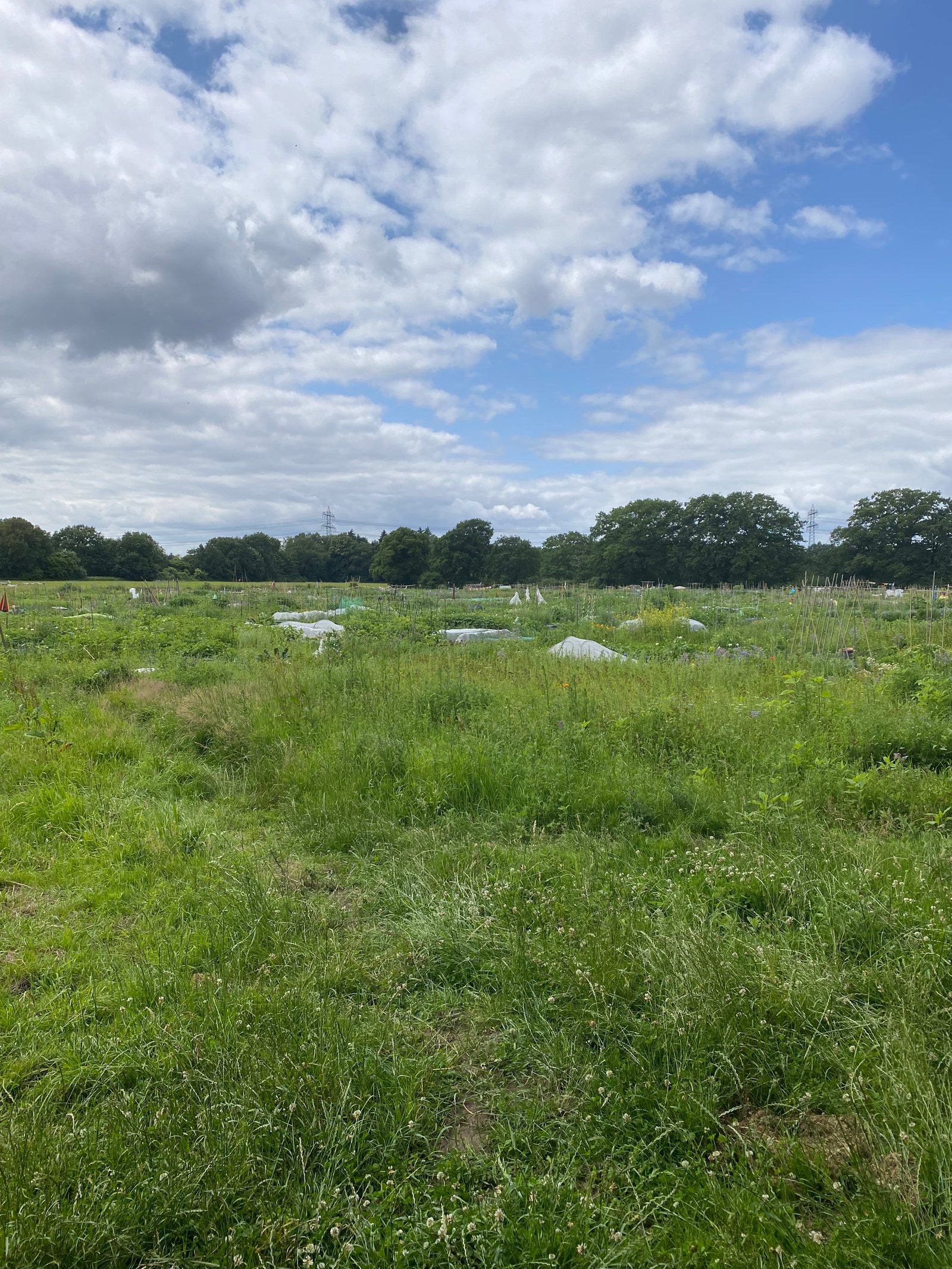 Regenwurm in der Erde