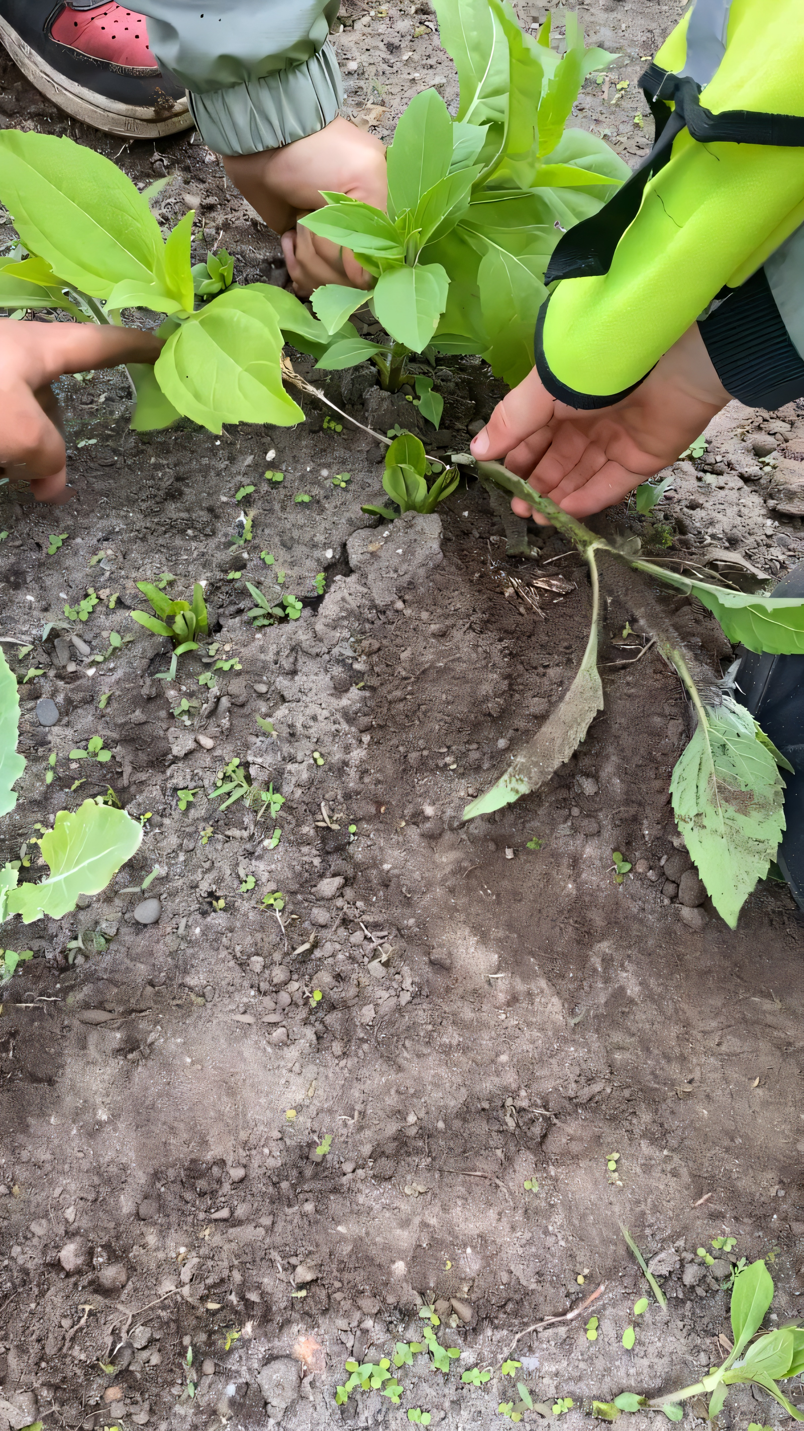 Kinder entfernen Beikraut